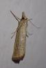 Agriphila straminella